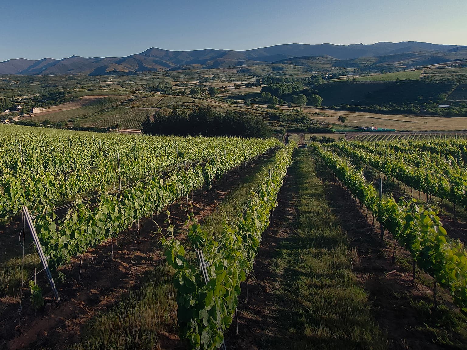 Bodega Heredad Morán & López