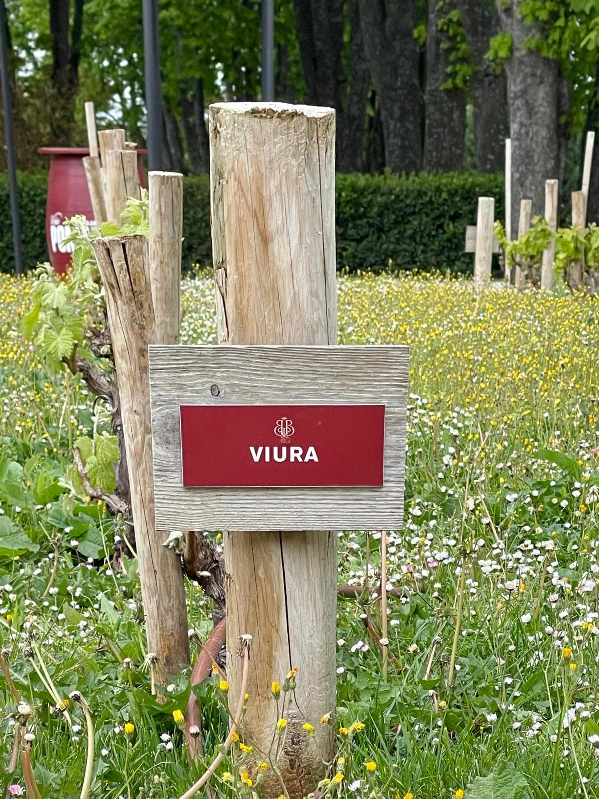 El valor de entender la vid: una mirada personal al jardín de variedades de Bodegas Bilbaínas