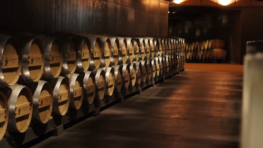 🍇 El vino necesita savia nueva... y formación de la buena 🍷