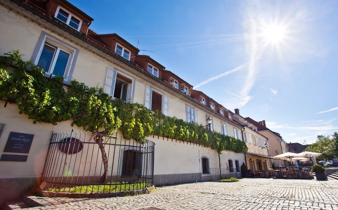 La vid más antigua del mundo que aún produce vino